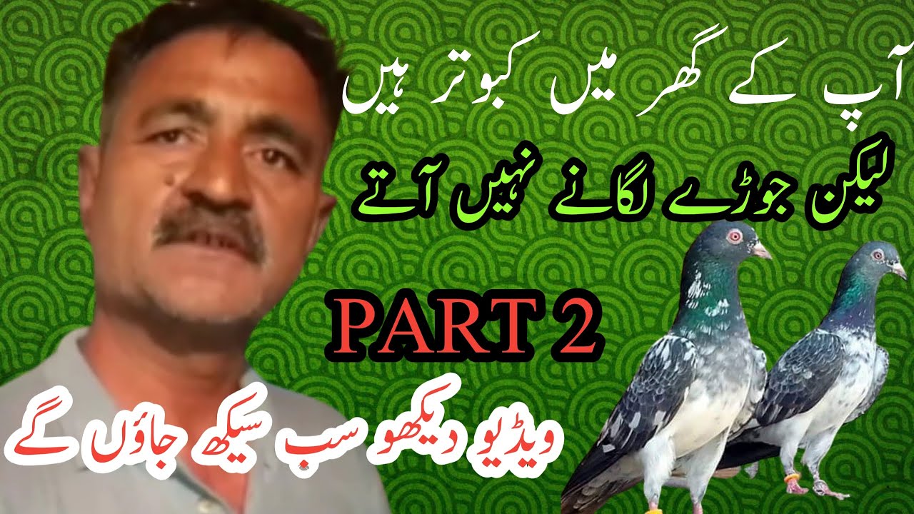 Kabootar Ka Joda lagane ka tarika | PART 2