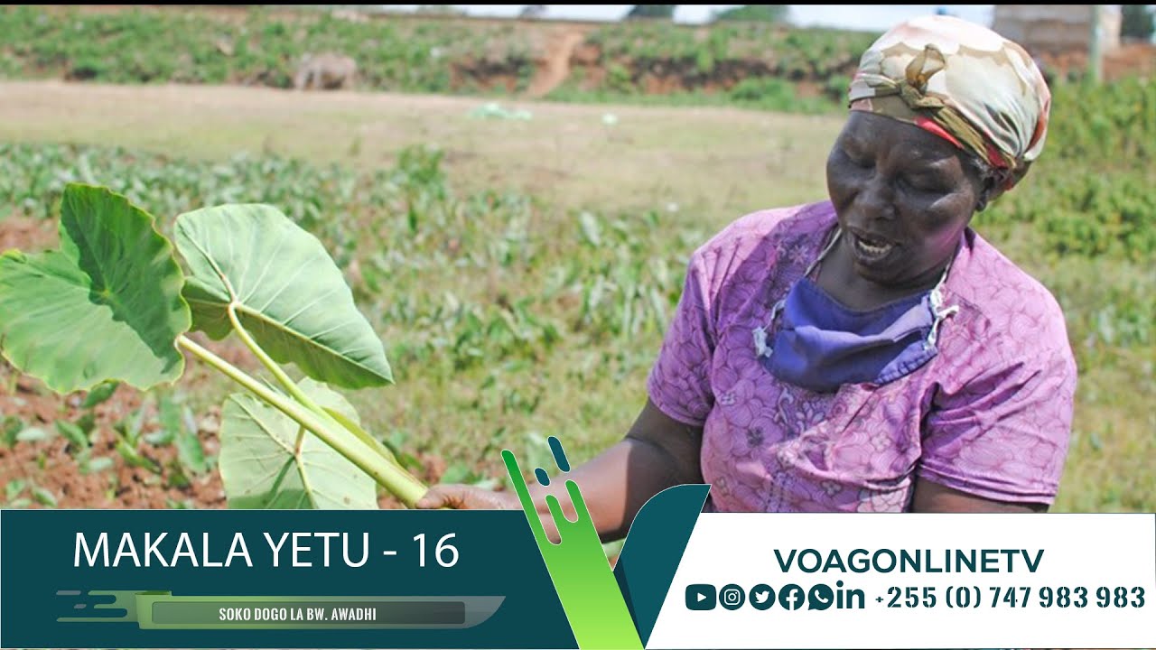 MAKALA YETU - EP 16: ZAO LA MAGIMBI