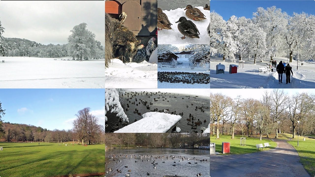 Fr&aring;n djup sn&ouml; till gr&ouml;n gr&auml;smatta p&aring; bara en vecka - Slottsskogen 2016