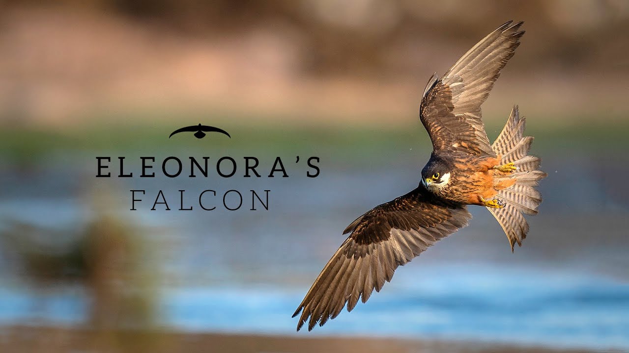 TRAILER/ Eleonora's Falcon