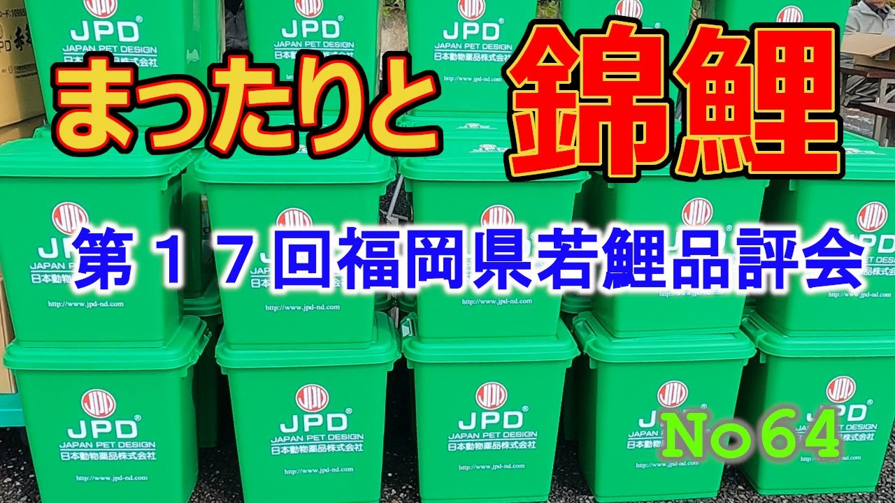 まったりと錦鯉No64【第17回 福岡県若鯉品評会】