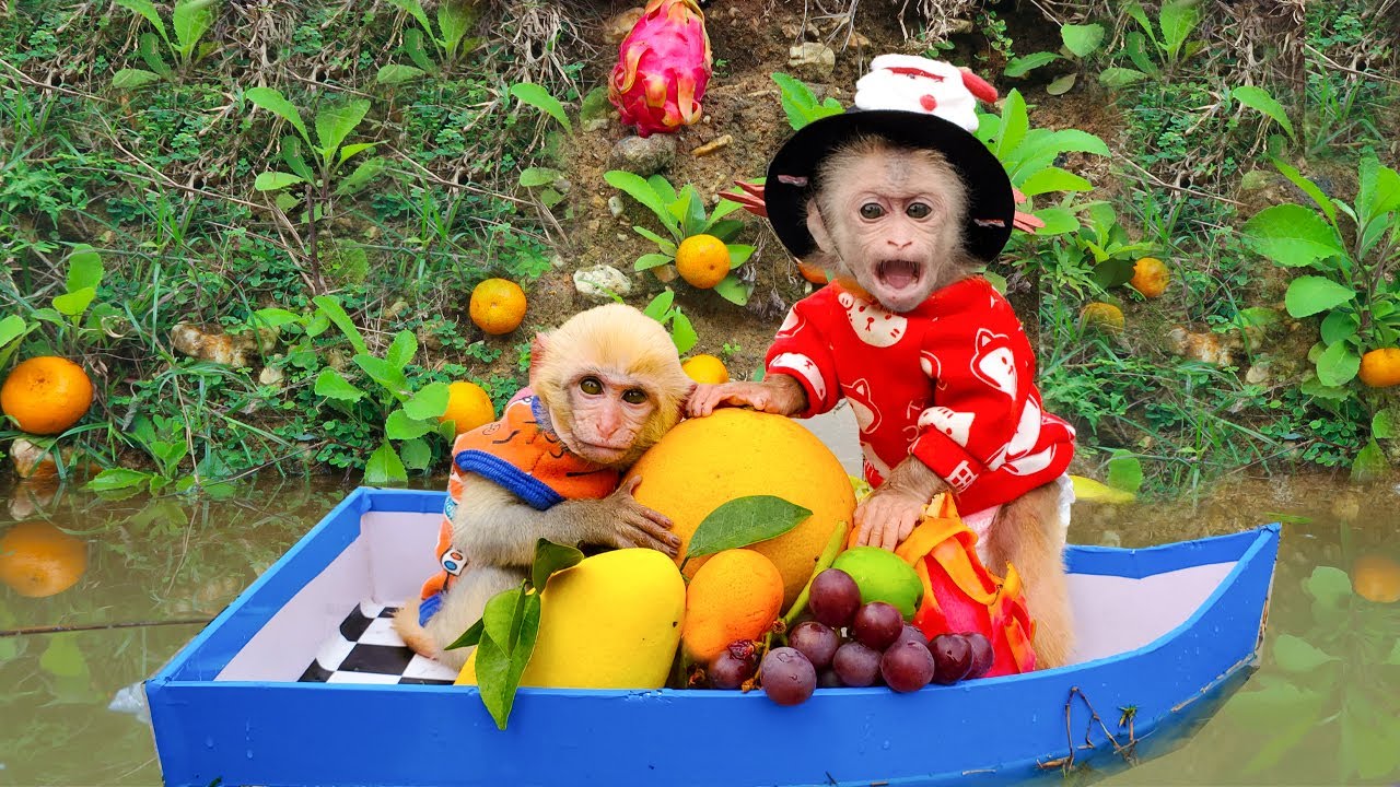 Baby monkey Juli and Tom go to harvest fruits and eat fruits in the river