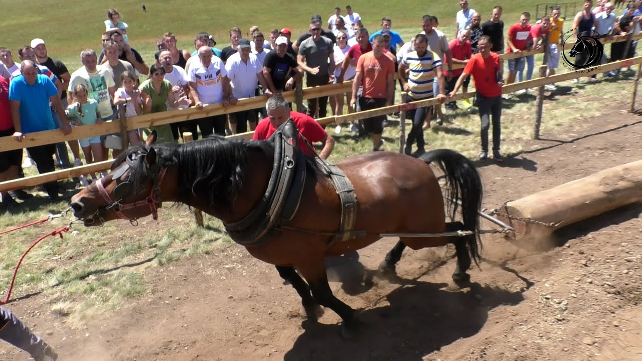 -DANE OD BRAĆE SIMIĆA ŠAMPION SAMACA DO 650 KG NA ZLATIBORU -