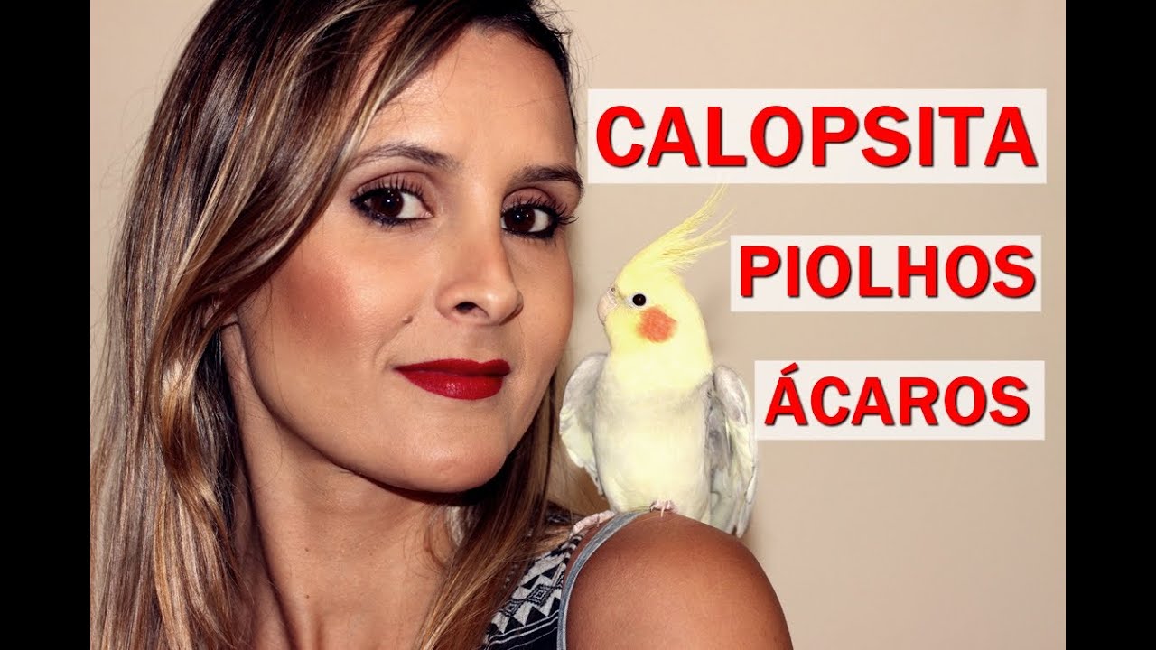 Calopsitas | Piolhos e ácaros nas penas.