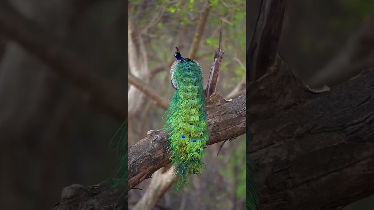 In a train-rattling show, the peacock shakes its tail in a dazzling rhythm like angry ocean waves.