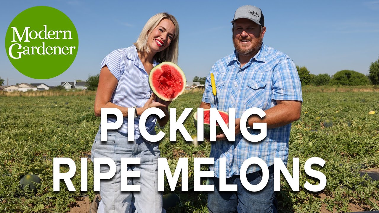 Is Your Melon Ripe Enough To Pick?