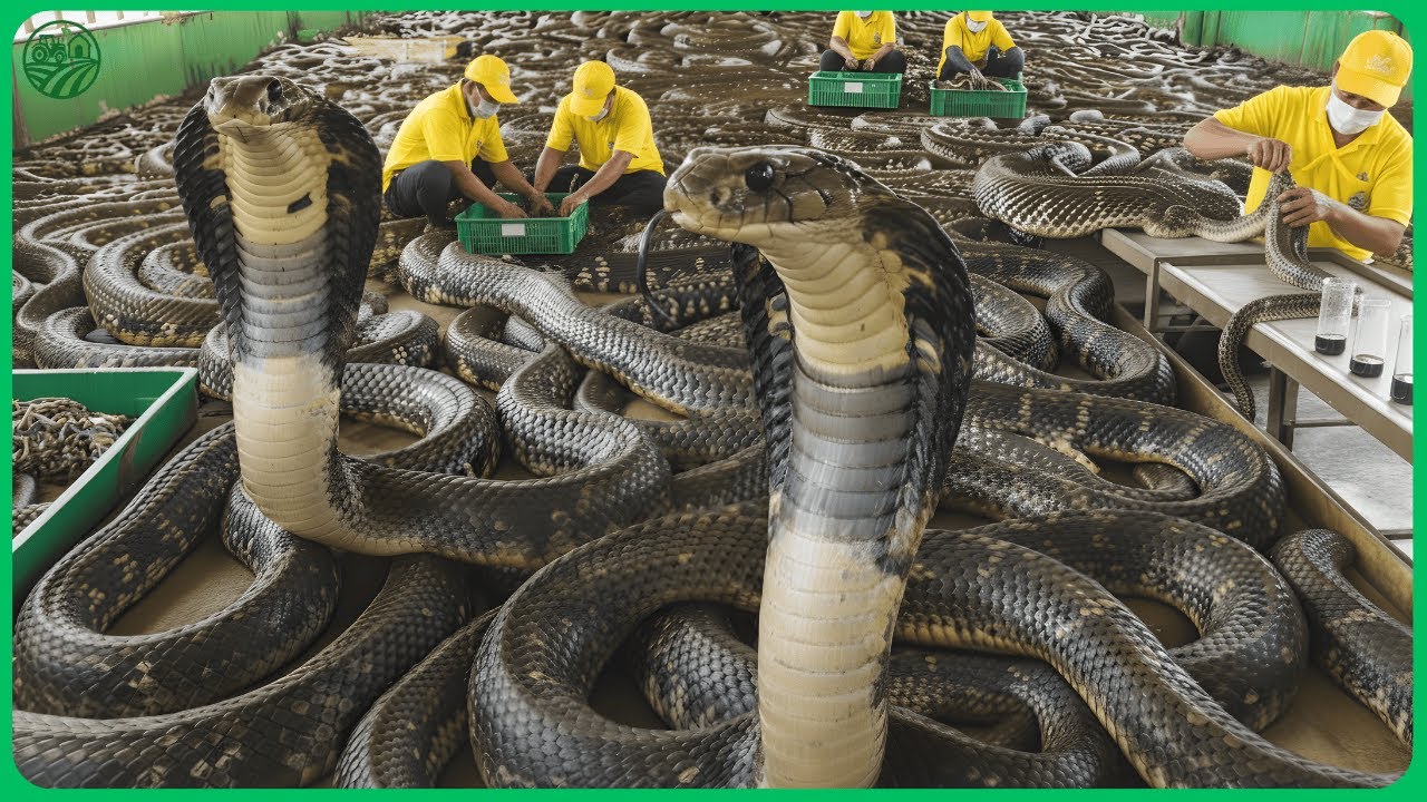 How Chinese farmers Raise Millions of Giant King Cobra Snake for Medicine from Deadliest Venom