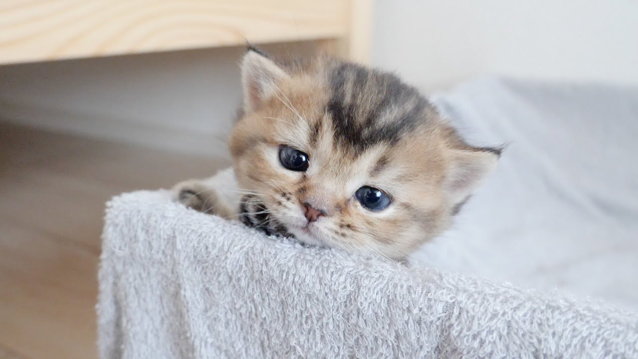 Kitten Kiki got caught trying to run away from home