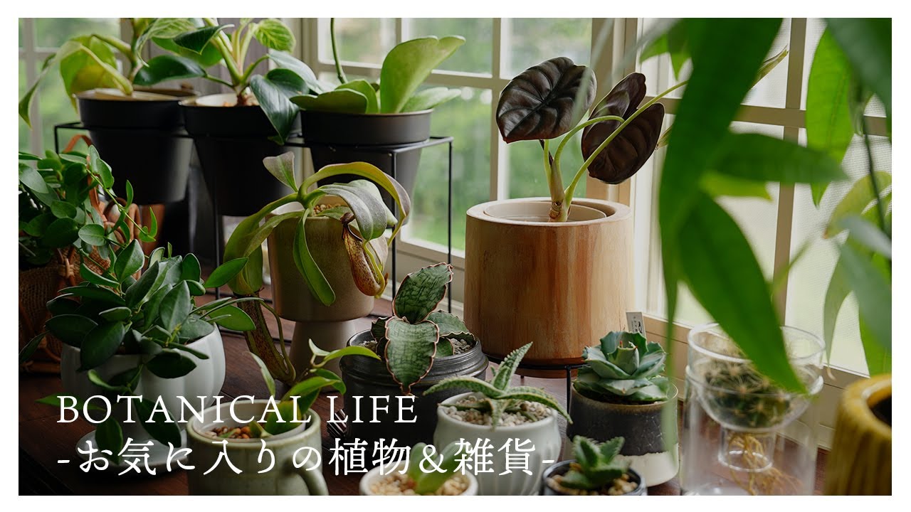 我が家のお気に入りの植物と鉢をご紹介。