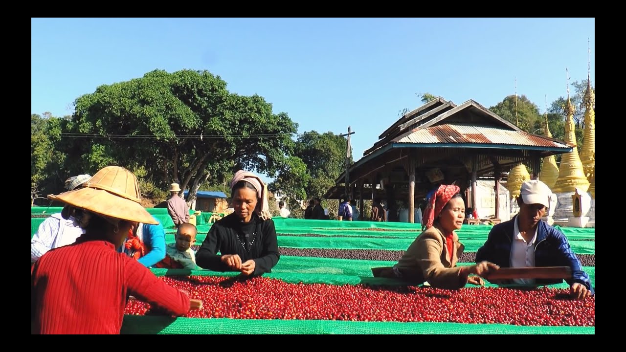 Burmese Coffee Arrives in America: These Beans Have a Story to Tell