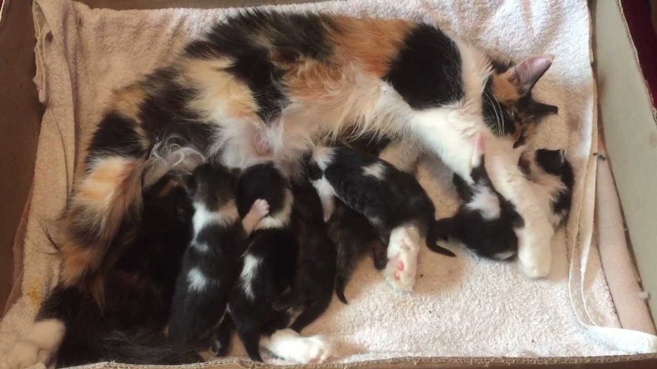 12 days old. December 14th, 2018. 