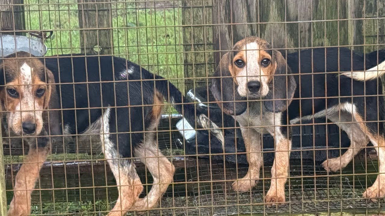 FROM 0 TO 100 /9 MONTH OLD PUPS ON 🔥🔥 