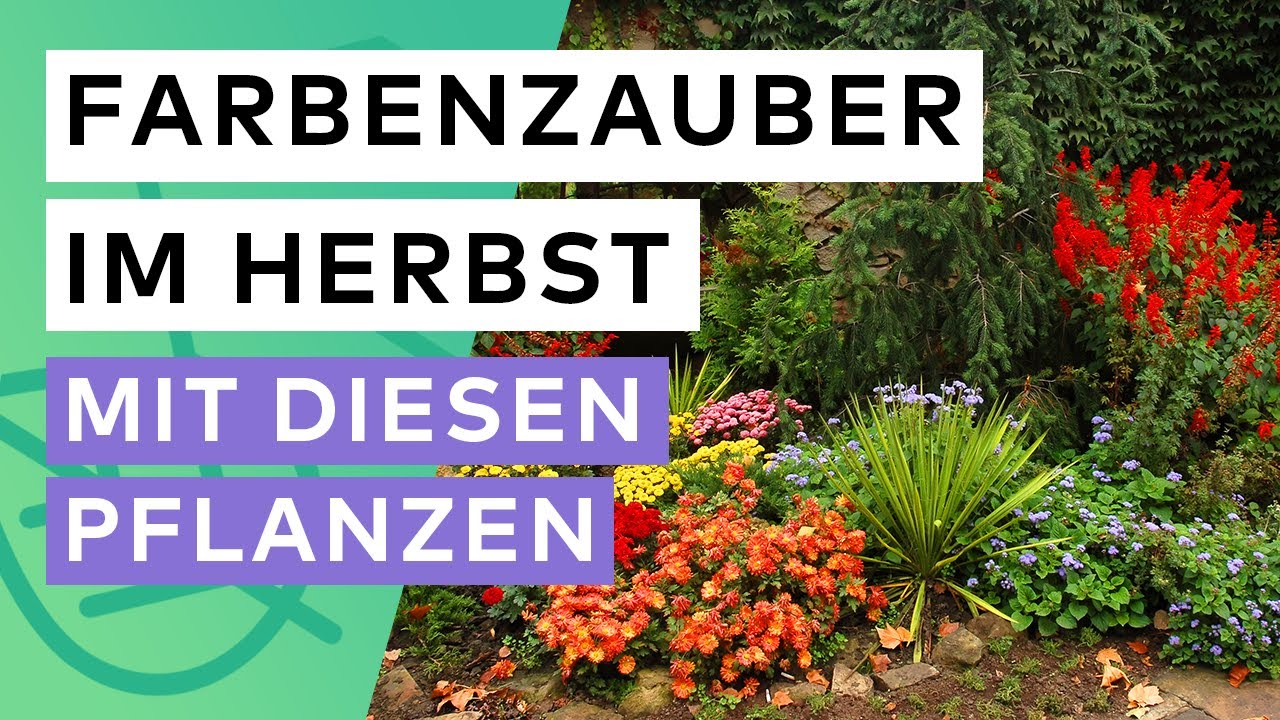 Moderne Herbstbepflanzung: Wunderschöne Herbstblumen für den Garten