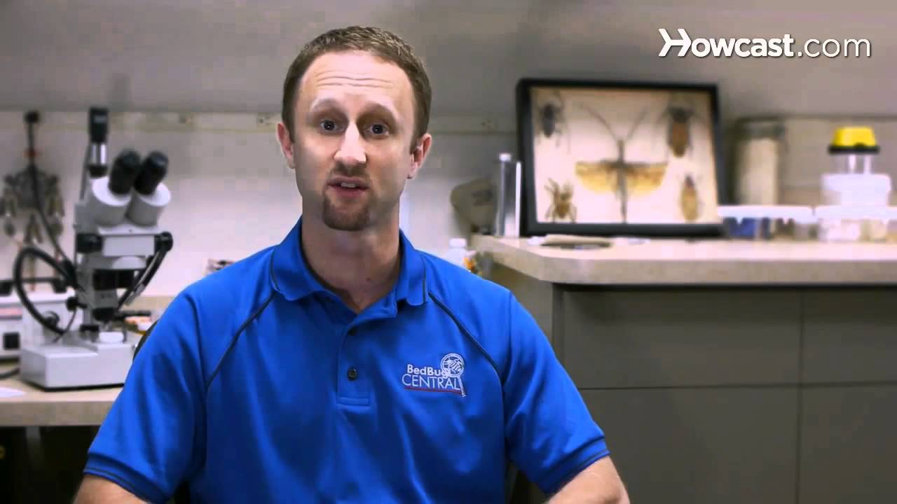 How to Get Rid of Stink Bugs | Pest Control