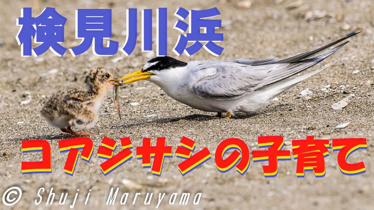 検見川浜コアジサシの子育て