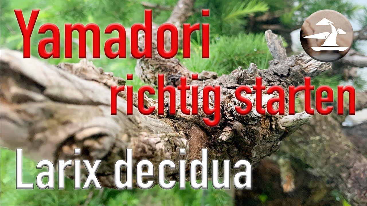 Yamadori Lärche