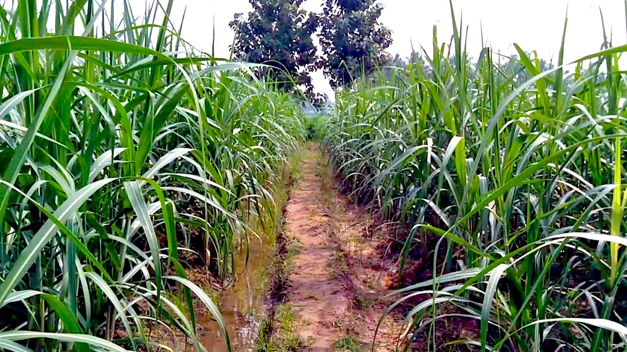 Sugarcane Farming in India-Organic fertilizer & water irrigation-Stage2- கரும்பு சாகுபடி-இயற்கை உரம்