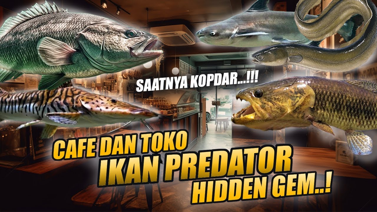 DIBUKA !! CAFE & TOKO IKAN PREDATOR BRO ! TEMPAT KOPDAR SELURUH HOBBYIST IKAN PREDATOR INDONESIA