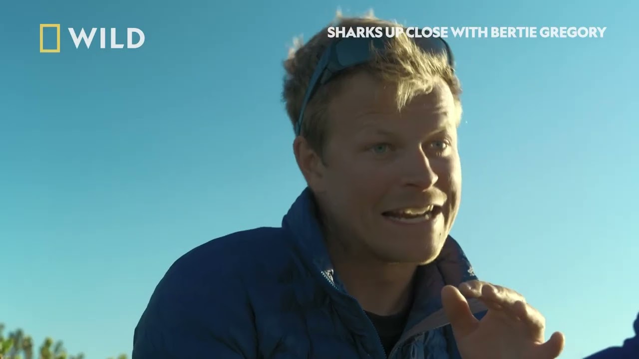Bronze Sharks | Sharks Up Close with Bertie Gregory | National Geographic MENA