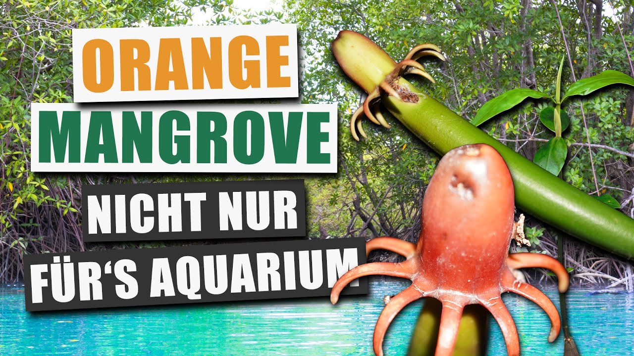 Orange Mangrove & Co. - Bruguirea für's Aquarium und als Zimmerpflanze | Pflanzen-Portrait
