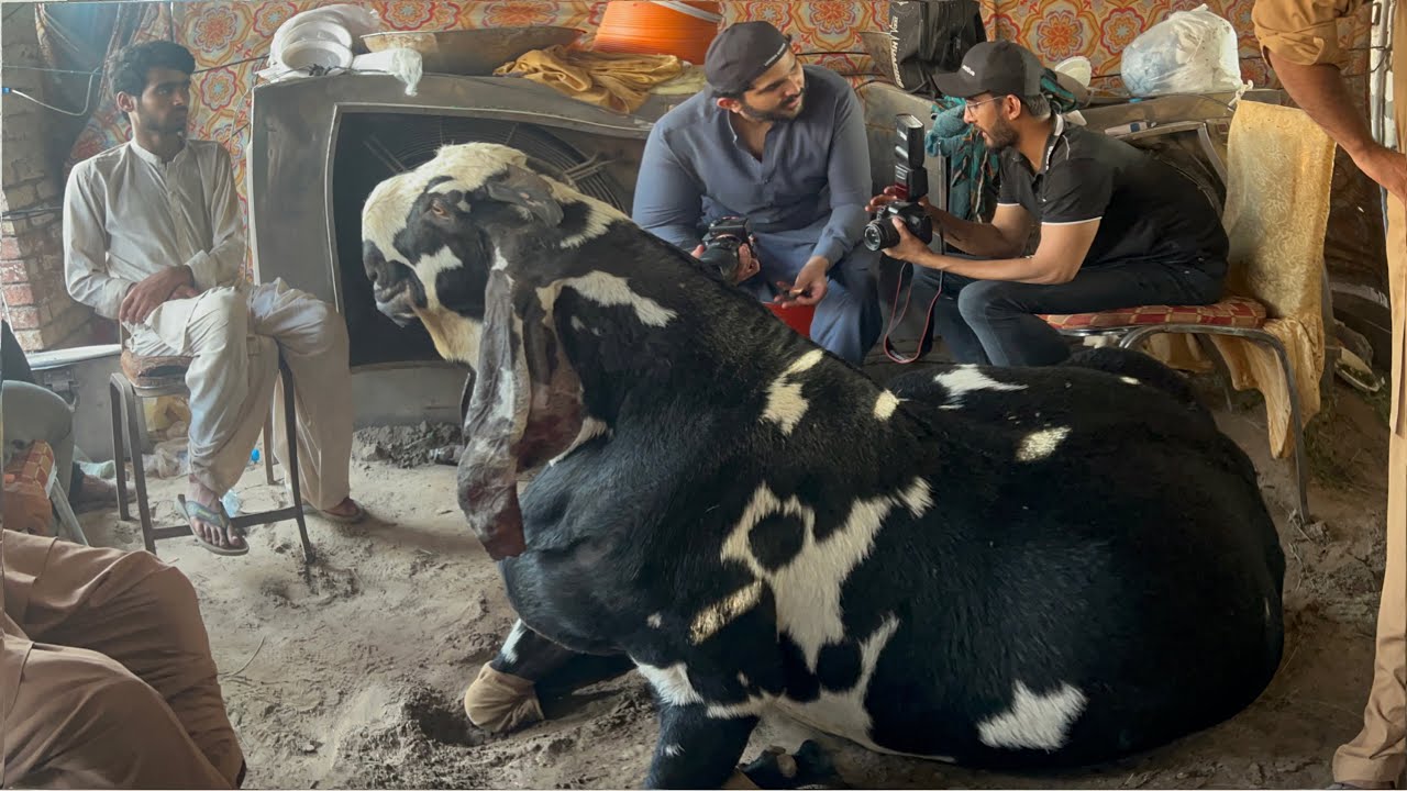 World Heavyweights Bakra Show 2024 Lahore 