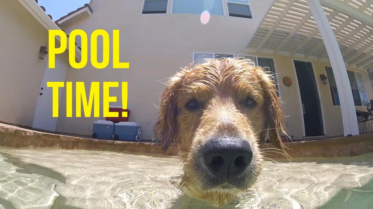 OSHIE LOVES THE POOL | Oshies World