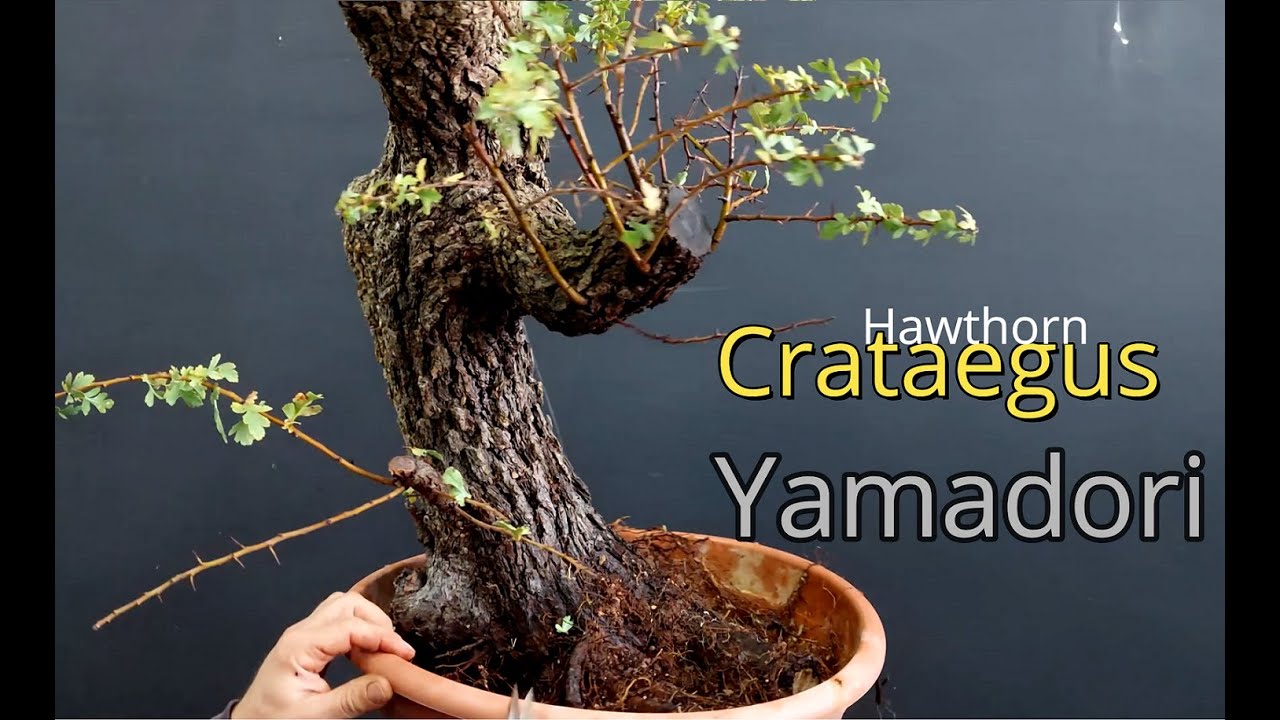 Pre bonsai care | approach to yamadori | episode 2
