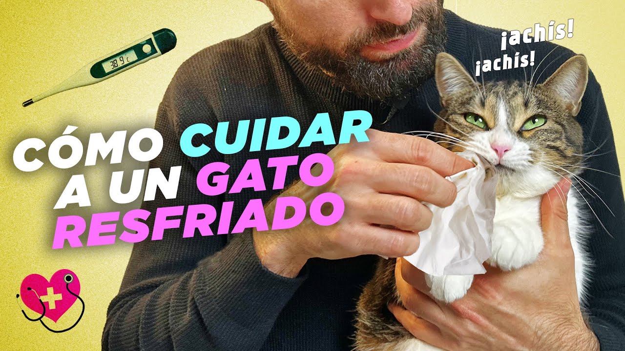 Cómo PREVENIR el RESFRIADO en GATOS ❄️😿| Cuidados y síntomas 🚑