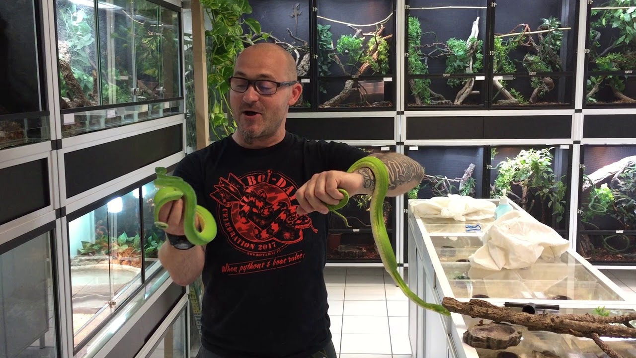 Manipulation de pythons verts (Morelia viridis) et présentation de deux localités Sorong et Jayapura