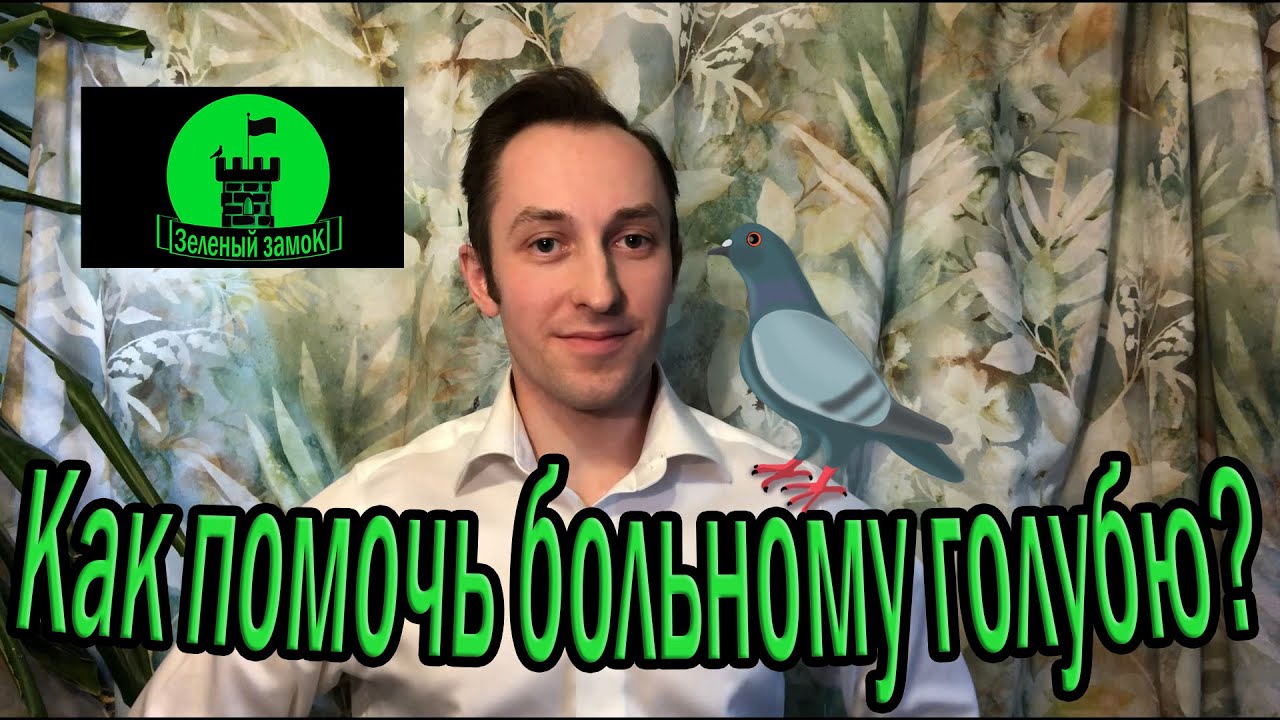 №1. Что делать если подобрал больного голубя? Осмотр, диагностика и лечение.