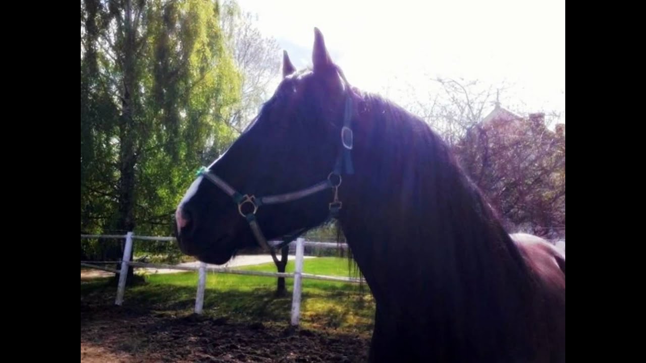 Intro film, hest.no