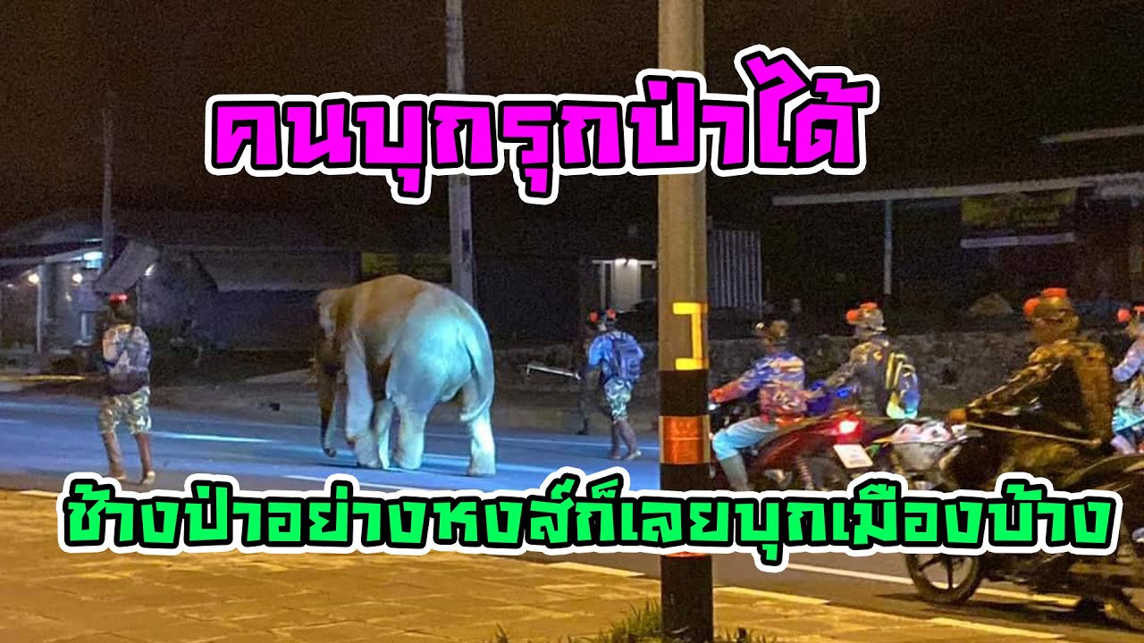 พลายหงส์ทองหายแล้ว ป่วนทันที  ตรงรี่เข้าเมืองทันที พี่เค้าตามหาอะไร หงส์เอ้ย! w,jwfhot