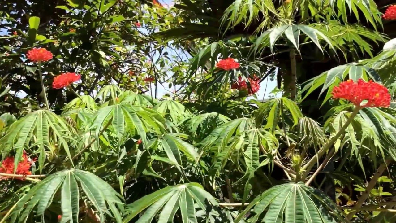 Jatropha multifida, (Coral Plant)