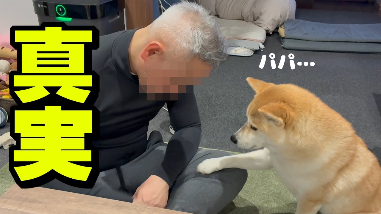 バレンタイン前に娘の真実を知り落ち込むパパを慰める柴犬姉妹