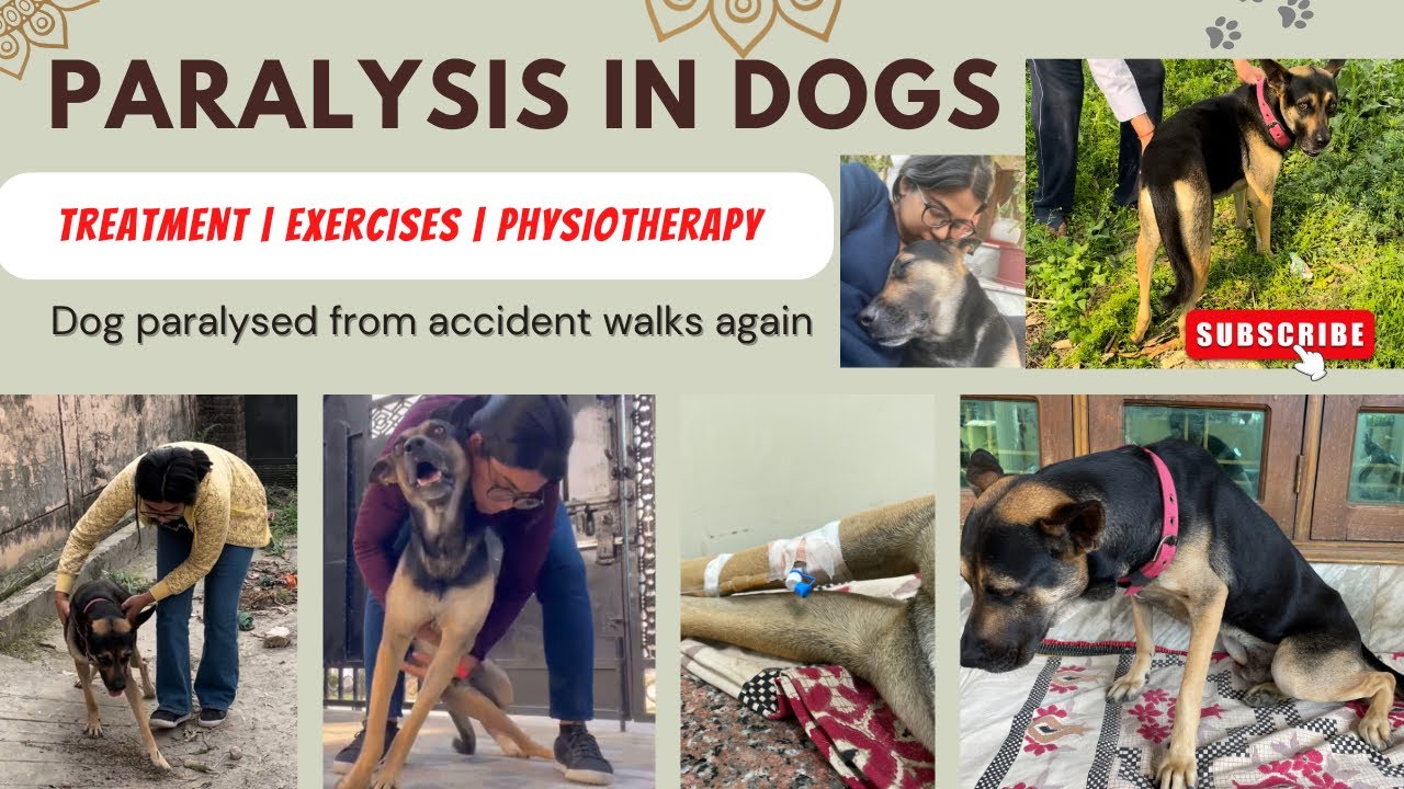 Dog paralysis | RECOVERY video😰Dog with spinal nerve injury, recovers & RUNS 😭🥺 #dog #vlog