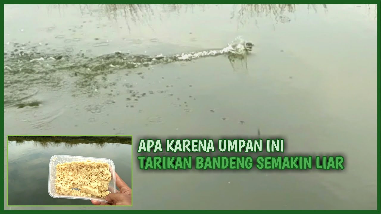 Mancing Bandeng Liar Di Sungai Area Tambak