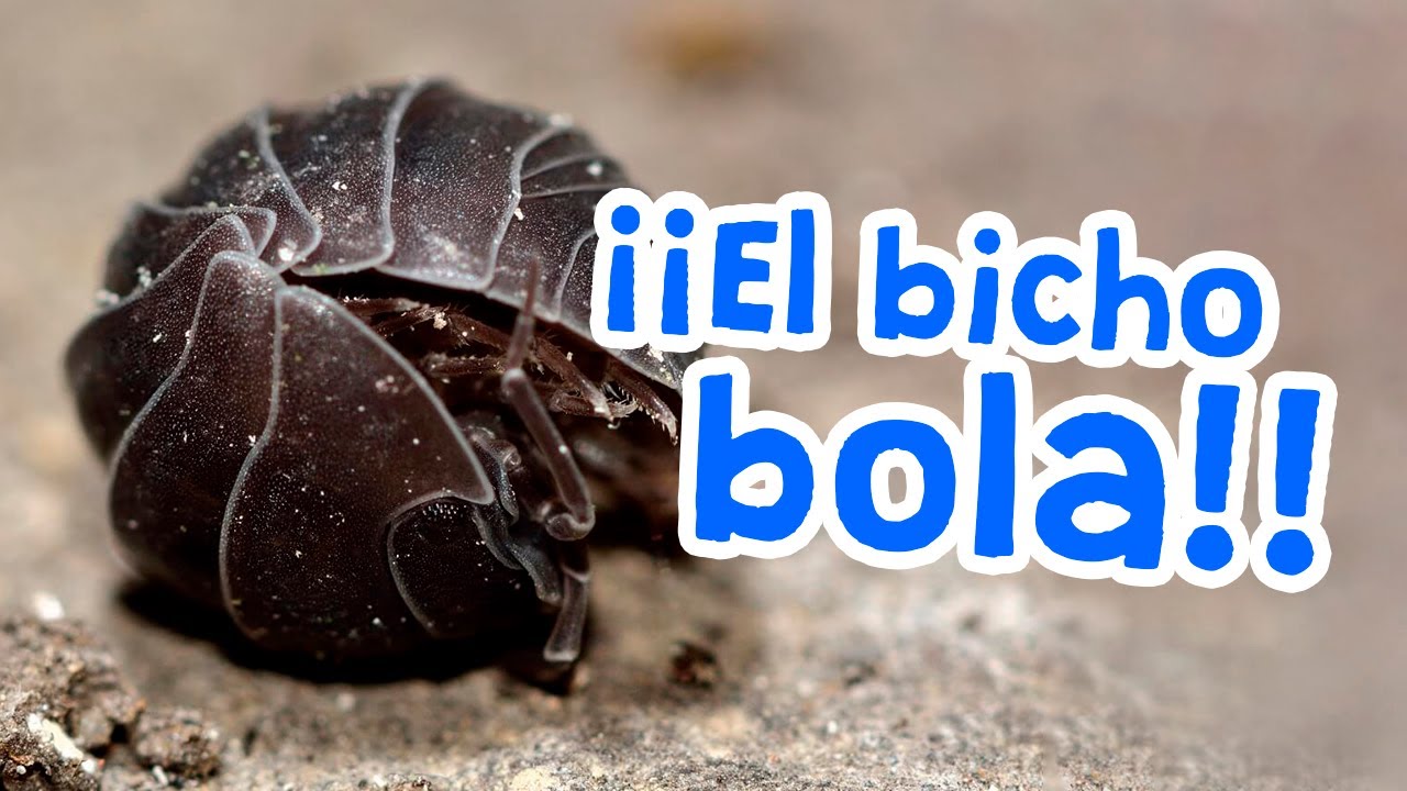 &iquest;Has visto alguna vez un BICHO BOLA? &iexcl;Descubre sus costumbres!