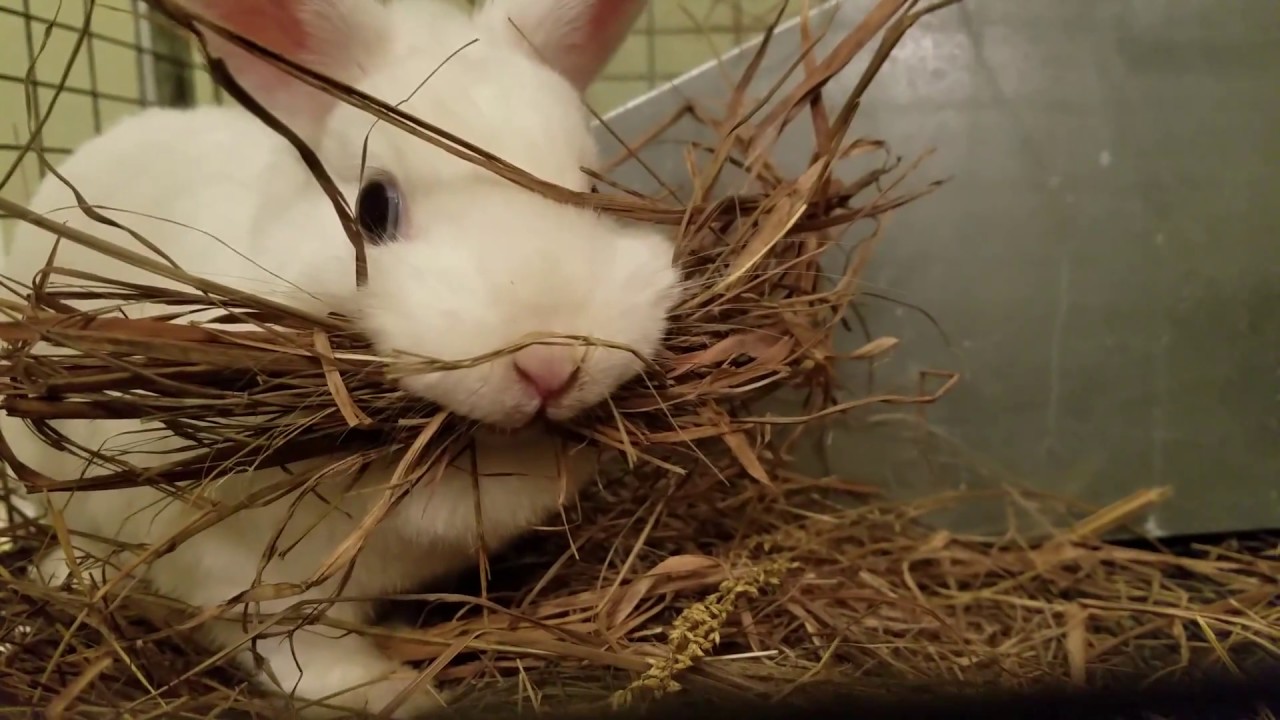Rabbit Nest Building, hay day!