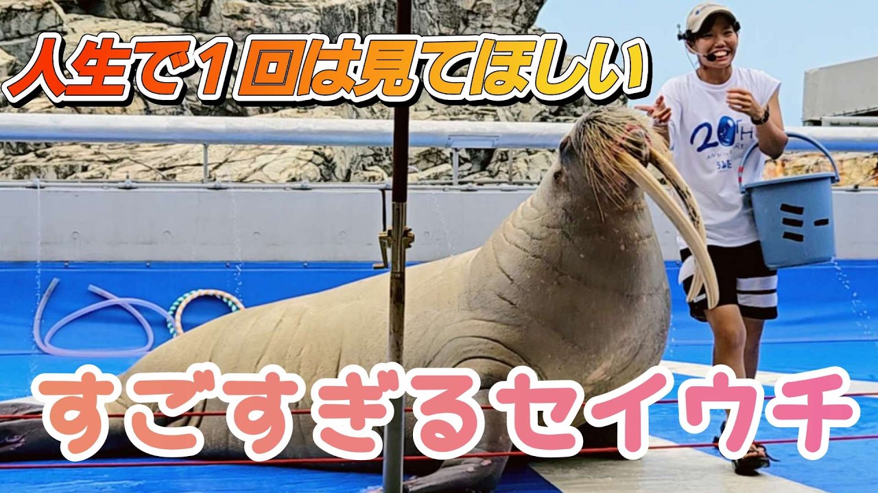 【人生で１回は見てほしい】セイウチが凄すぎて可愛すぎて大好きになります