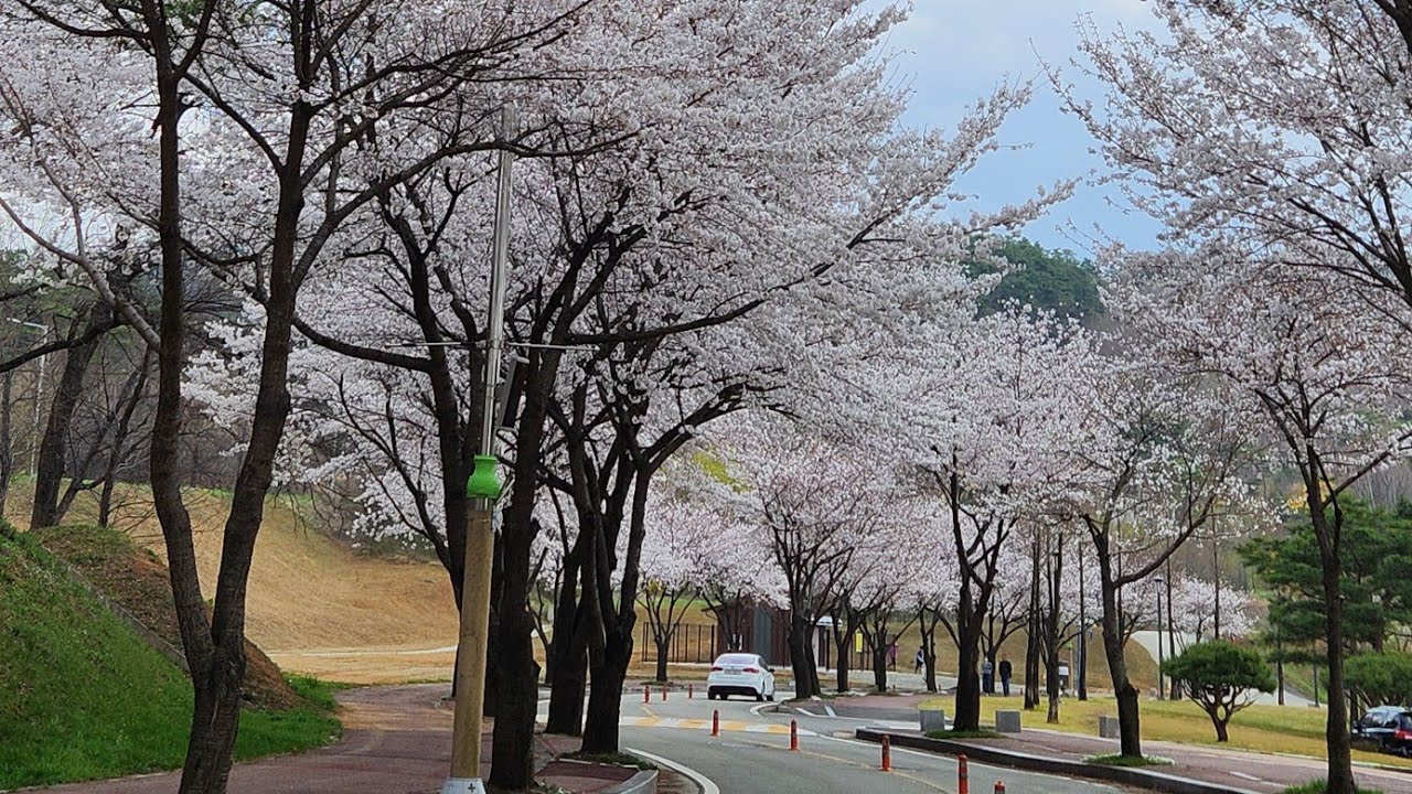 벚꽃구경 하기 딱! 안성맞춤/넓은 공원과 호수가 캠핑하기 좋은곳