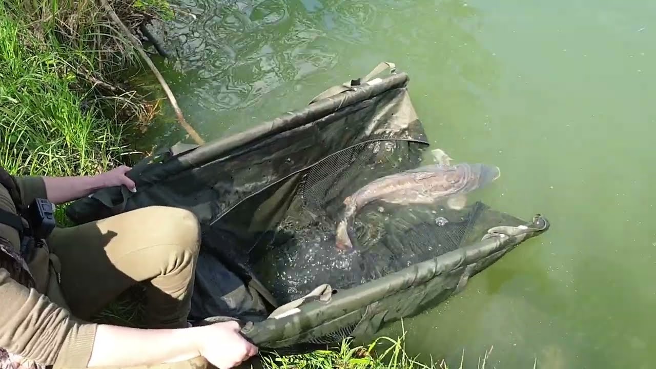 Fishing with Timar Mix Pellets Method Box Mango and Melon aroma