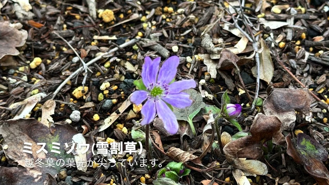 2月下旬の庭