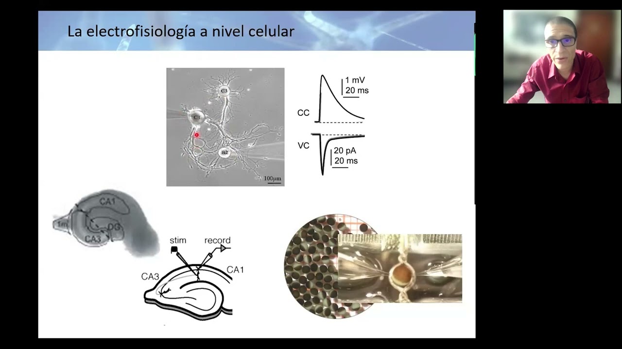 Conferencia: Explorando el paisaje eléctrico de las neuronas y los músculos