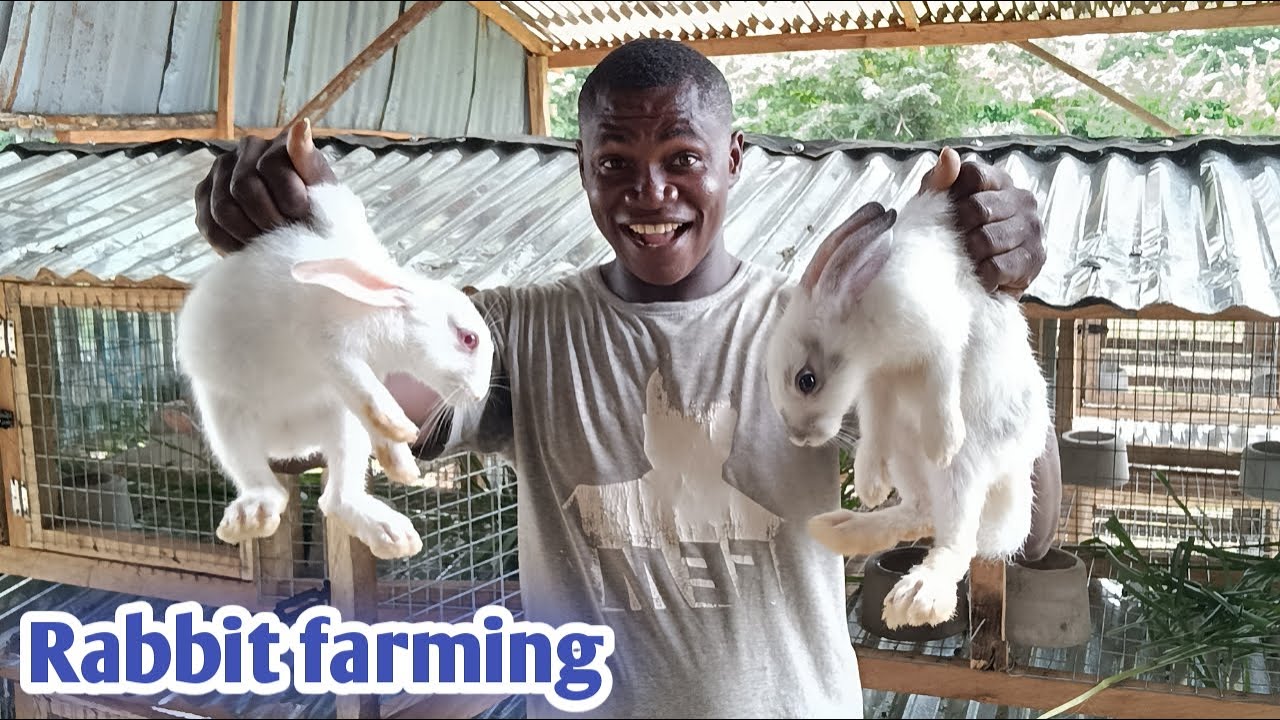 Rabbit farming in Nigeria || Cost of building Rabbit hutch in Nigeria