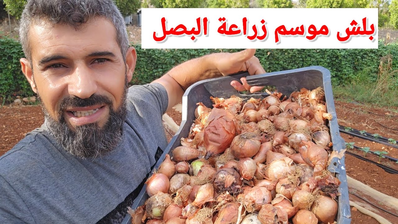 بلش موعد زراعة البصل الأخضر