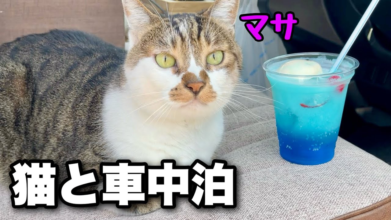 【猫と夏の車中泊旅】あなたの知らない千葉県を猫のマサと巡る旅｜佐原の町並みと香取神宮