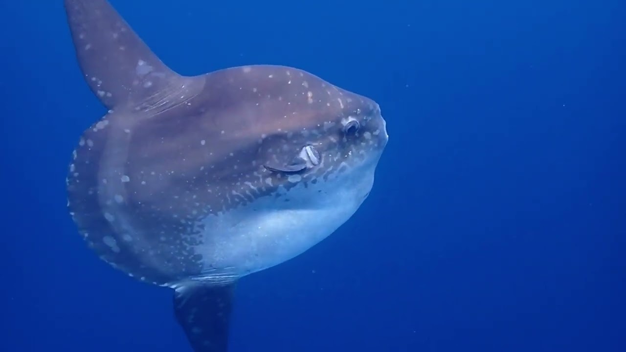 Mola mola (Ocean Sunfish) Encounter in Alor, Indonesia