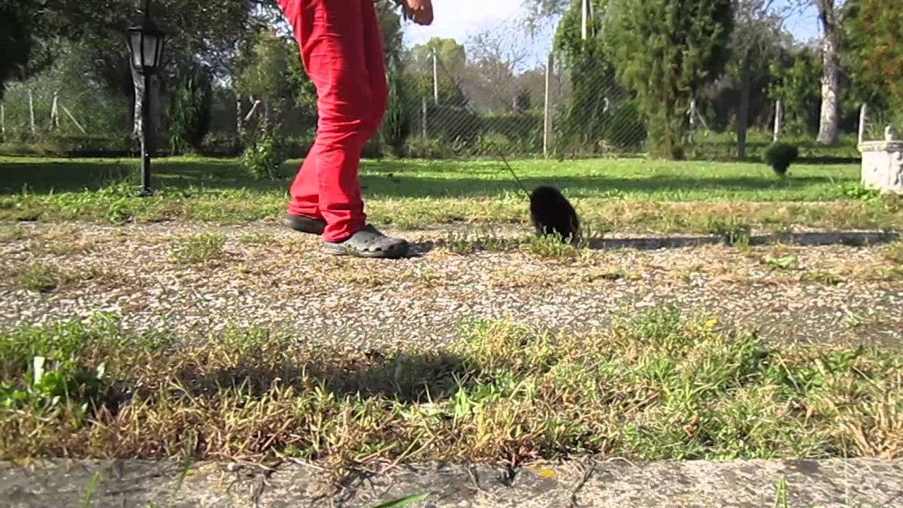 Briza Media Danube Dwarf