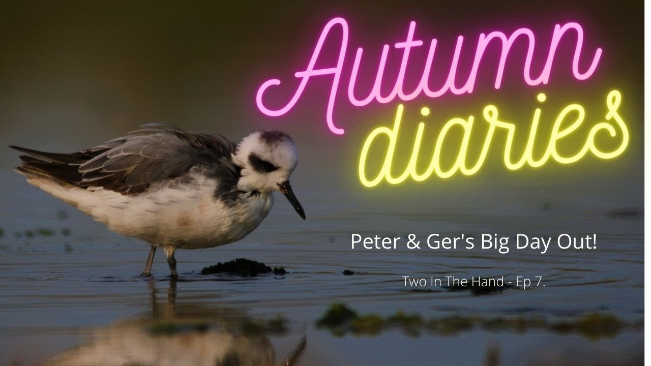Autumn Birding at Tacumshane! #Bromance  #Vlog #Birding #Ireland #Migrants