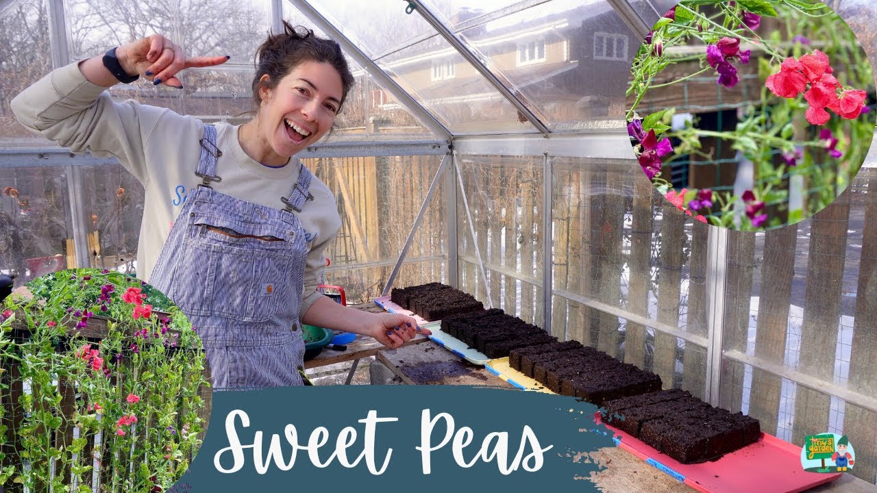 Sowing Sweet Peas in Soil Blocks in the Greenhouse in Zone 5B! An Experimental Year!